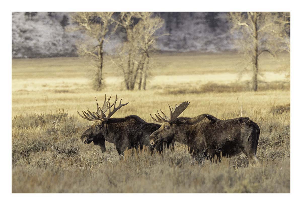Brushbuck Wildlife Tour